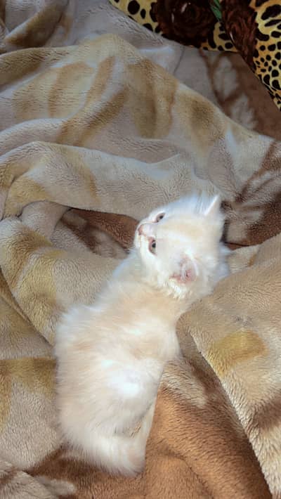 Persian cat kitten playful