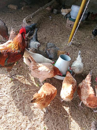 Golden Misri Hens for Sale – Healthy Egg Laying Hens