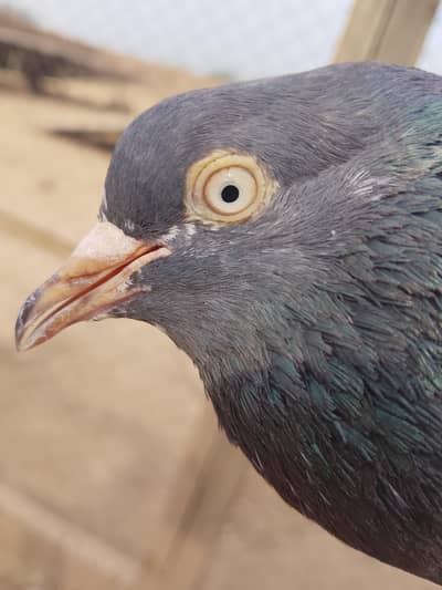 Seth wala teddy pigeon pair