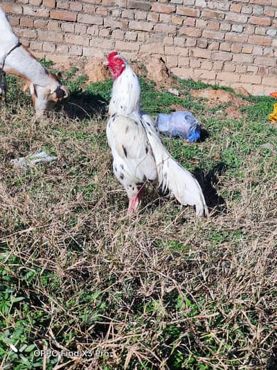 Pure Mianwali white cheena murga for sale high Quality healthy and