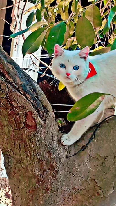 Name Muezza my lovely pet