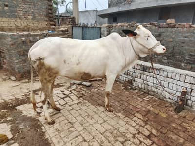 betifull cow for sel