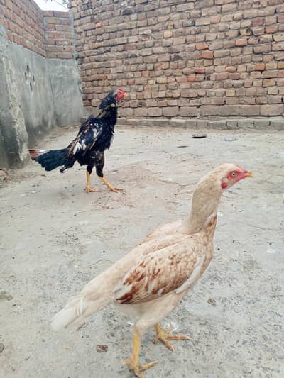 Aseel pair 03015594460