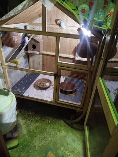 5 love birds with pinjra