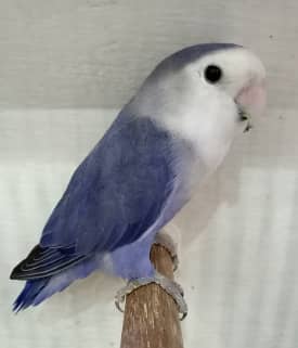 Voilet Rosicoli Pair Available for Sale