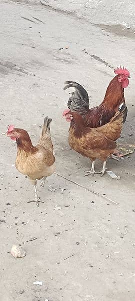 Breeder set Pure dasi khurak pr paly huwy han