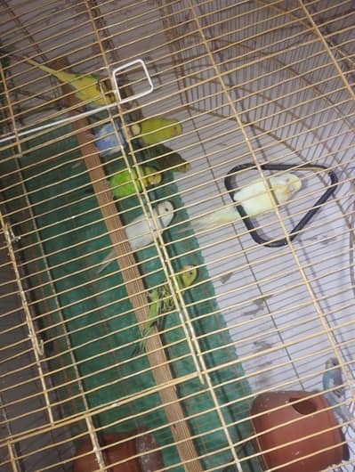 Australian & cocktail & cage