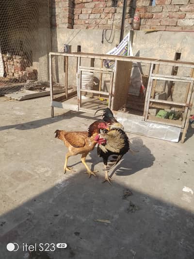 Aseel mianwali lakha