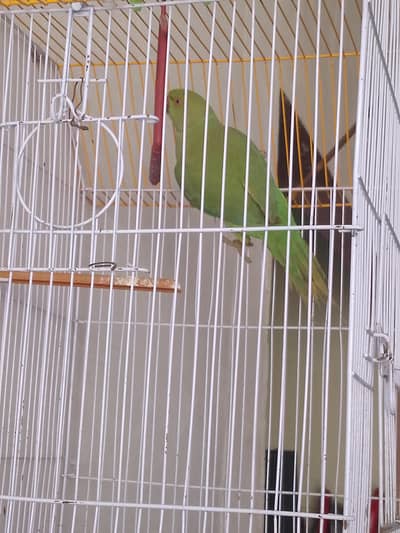 parrot green 03083253196