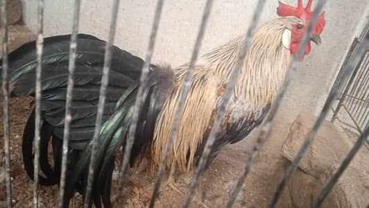 fancy  red and golden phonix