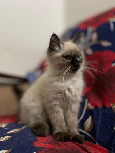 hamalayan kitten for sale
