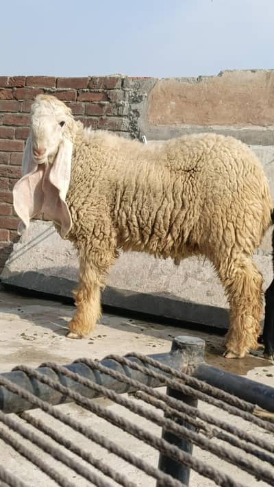 kajla chatra vvip chezz