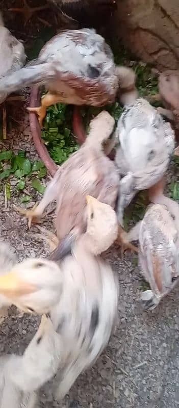 اصیل چوزے برائے فروخت ٹوٹل 12 پیس . فی پیس 1000 روپے۔