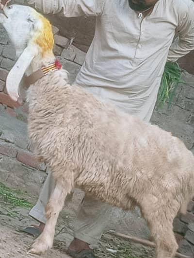 Desi Gabn tyear sheep