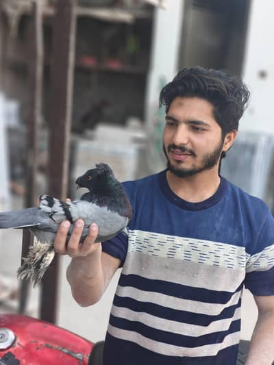 Bukhar Termpeter Pigeon Pair – Jumbo Size, Eggs Given