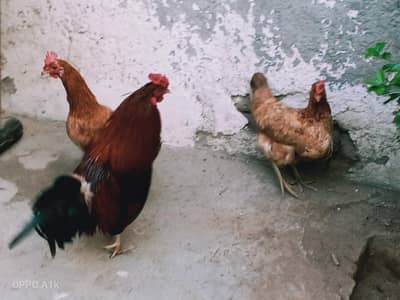 1 murga 2 murgiya (egg laying)