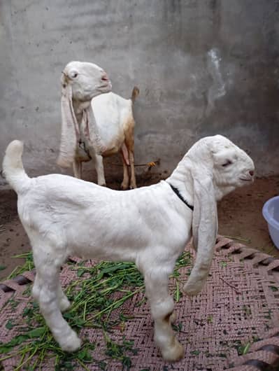 Khoobsurat Bakri Sath Quality Male Bacha