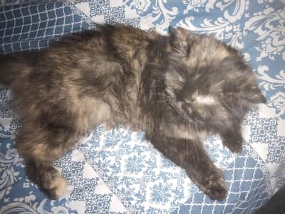 Parcian three Layer Female  Cat