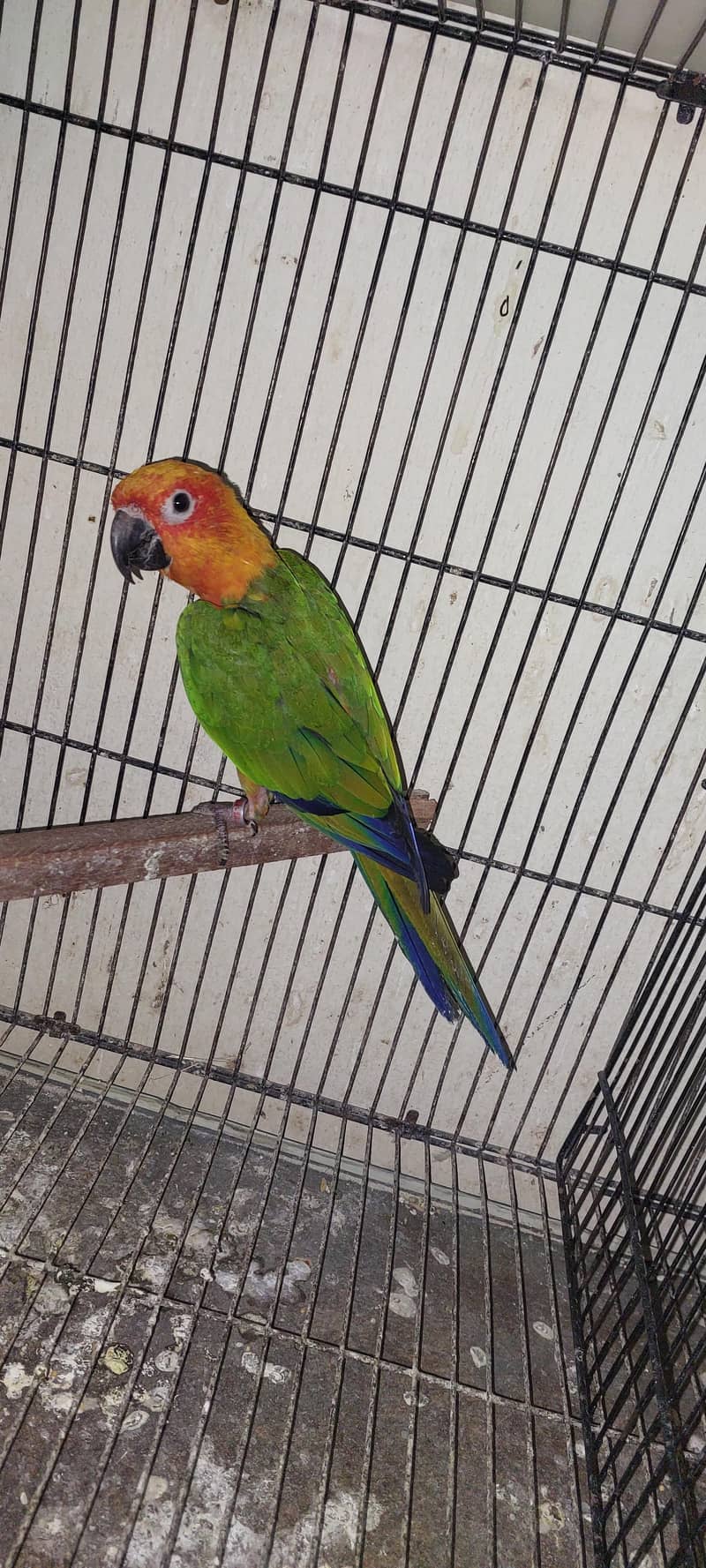 janday conure 0