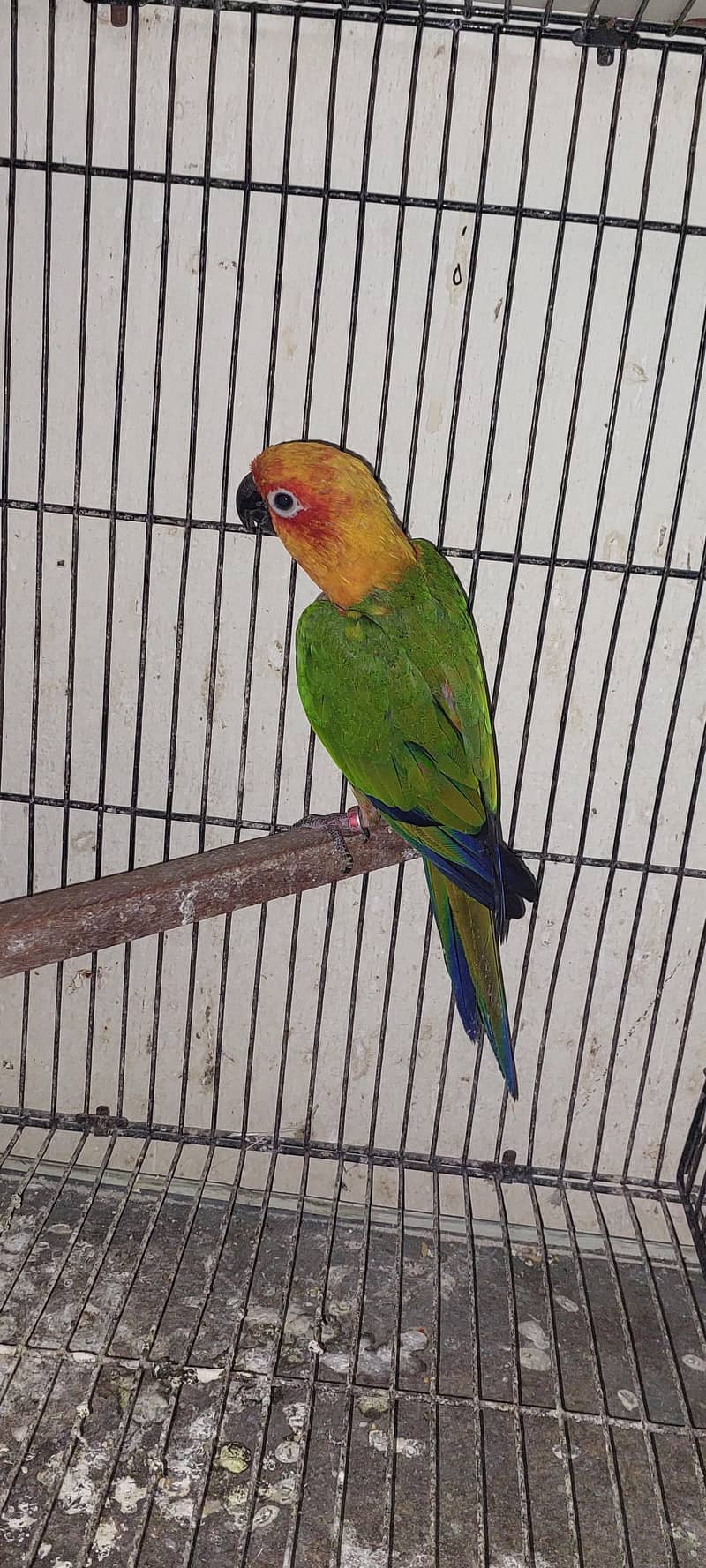 janday conure 1