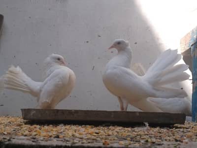 Lucky White Pigeon Breeder Pair for Sale
