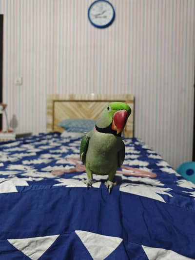 Two male raw parrots available for sale