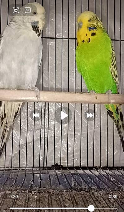 exzi pair ak love bird pair