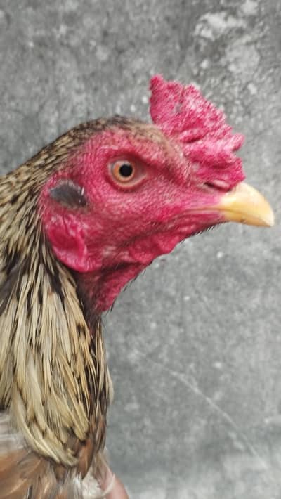 Pure thai burmi Top quality Male