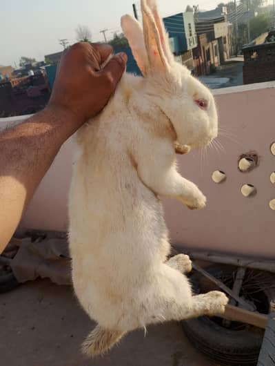 New Zealand white Rabbits
