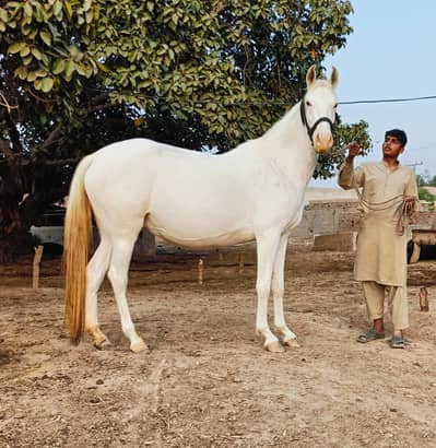 pregnant 11 month hight 65 ghori pure ravi breed