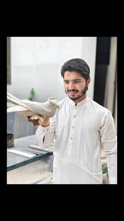 Bukhar Termpeter Pigeon Pair – With 3 Pcs Young Birds