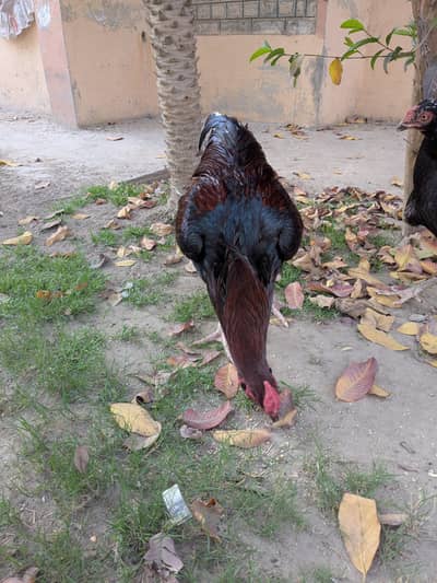 Aseel Murga For sale