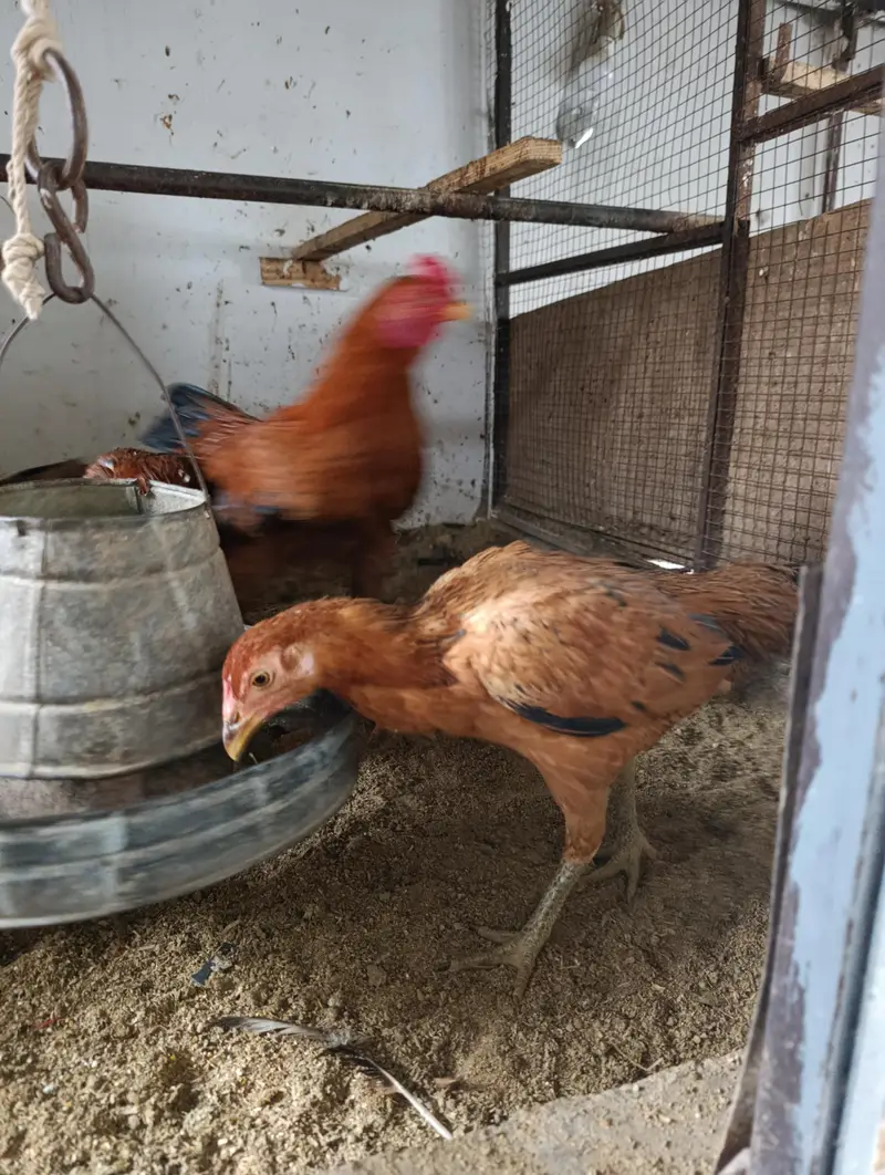 Desi Aseel Mix Kurak Hens – 12 Months, Egg Laying — photo 2