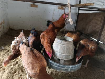 Desi Aseel Mix Kurak Hens – 12 Months, Egg Laying
