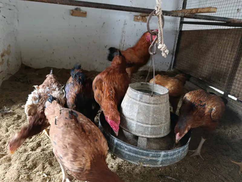 Desi Aseel Mix Kurak Hens – 12 Months, Egg Laying