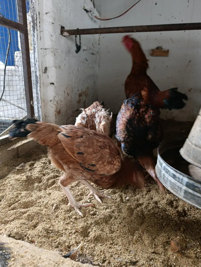 Desi Aseel Mix Kurak Hens – 12 Months, Egg Laying — photo 3