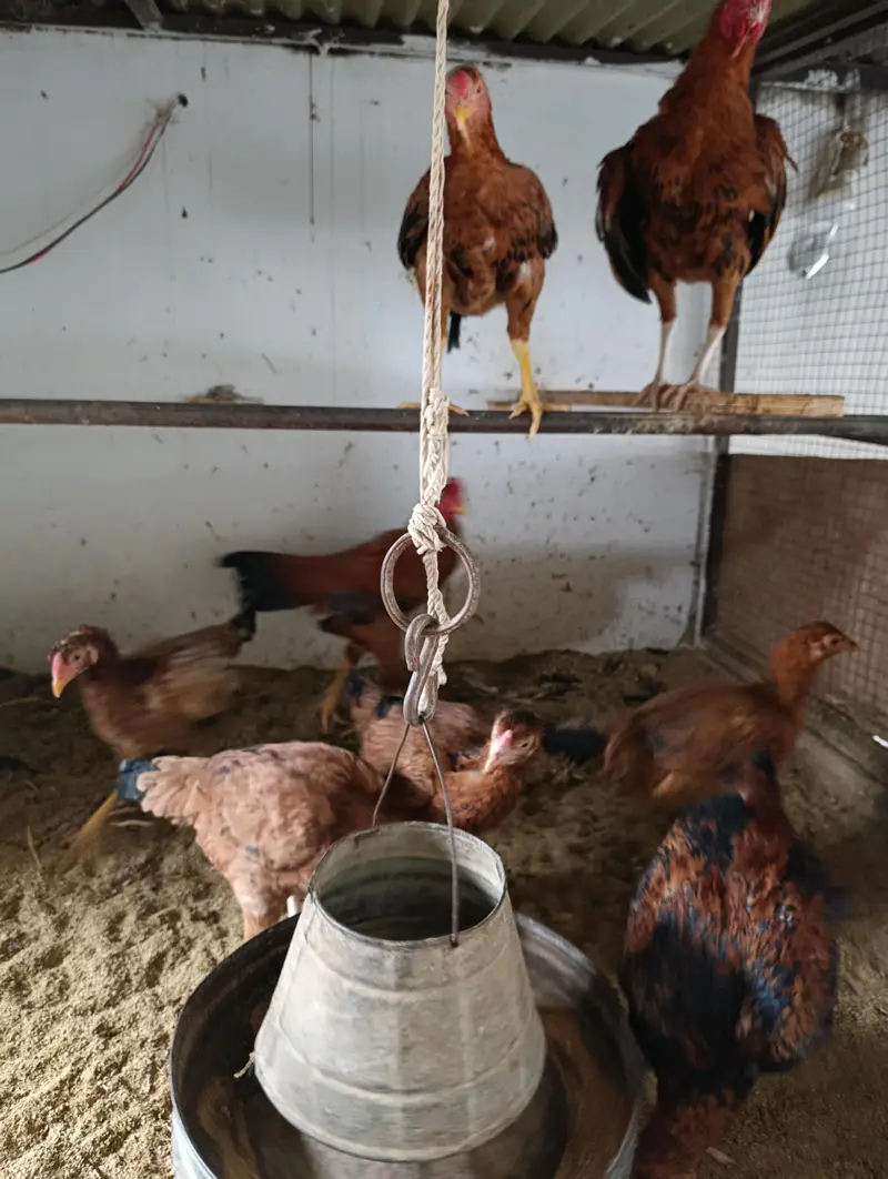 Desi Aseel Mix Kurak Hens – 12 Months, Egg Laying — photo 4