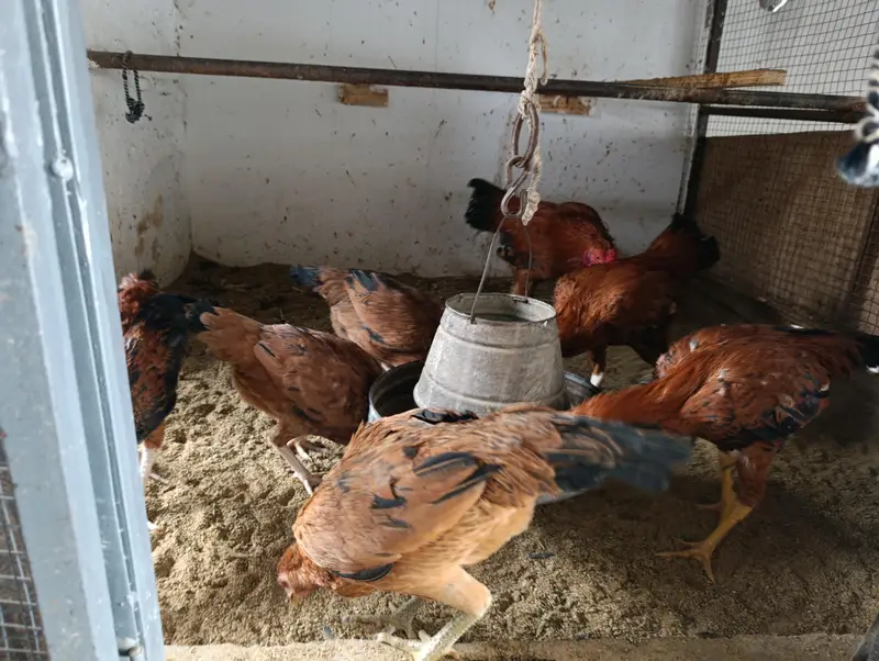 Desi Aseel Mix Kurak Hens – 12 Months, Egg Laying — photo 5