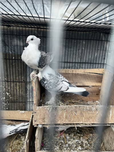 Sentient/Golden/Teddy