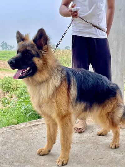 Long code German Shepherd