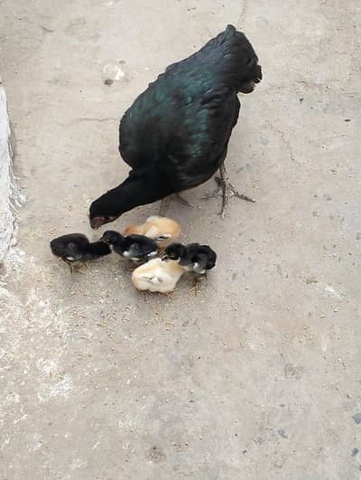 5 chicks or madi :03007654449