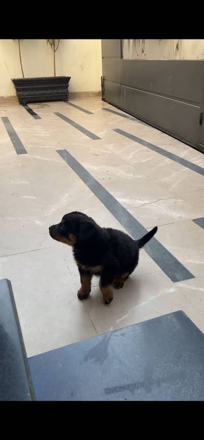 Pure Rottweiler puppy 40 days old for sale.