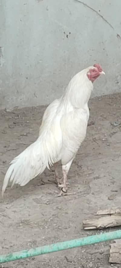 ptha or pthi hight quality