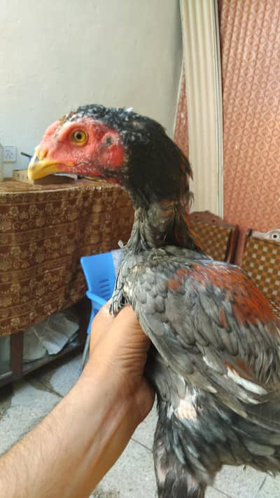 pure panus and burmy back footer