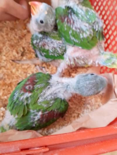 raw perror chicks for sale