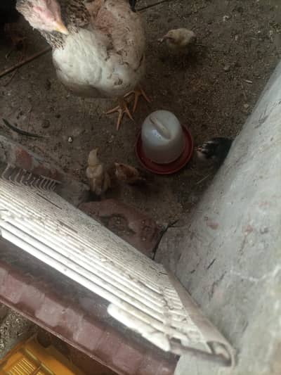 Aseel hens with chicks for sale