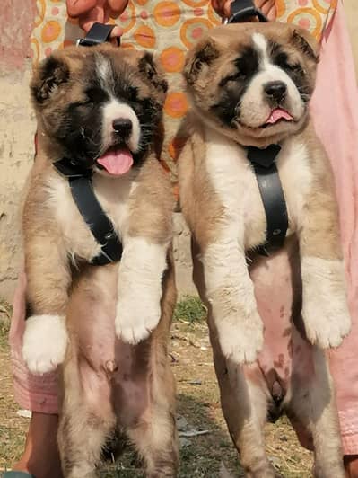 king Alabai dabal Hadi have bone stacture security dogs for sale