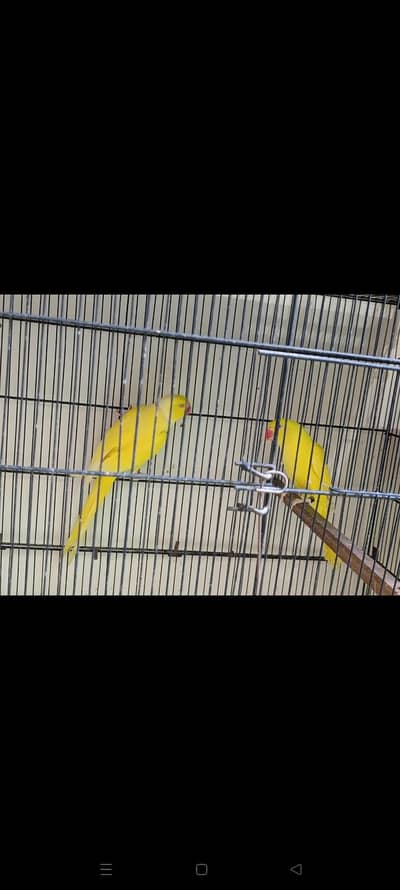 yellow breeder pair with eggs