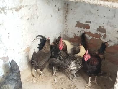 cock & hens golden misri for sale