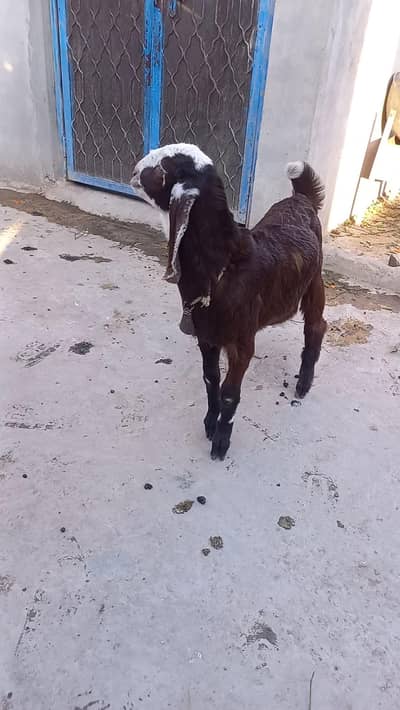 beetal bakra fr sale .